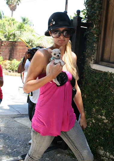 Paris Hilton compra un nuevo Chihuahua
